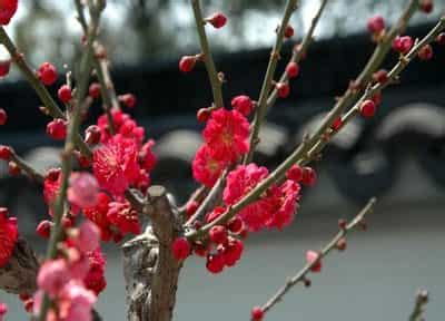 梅花风水|梅花风水禁忌,梅花有哪些寓意